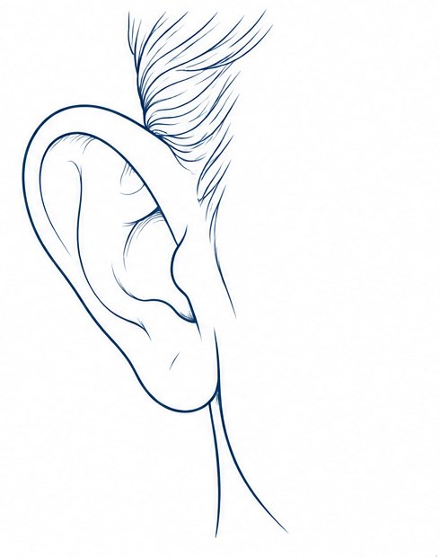 Oreja vista de frente, separada de la cabeza.